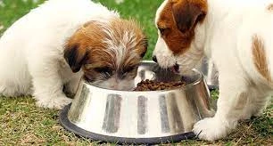 Dog Feeding - BARF - Feed Your Dog A Raw Diet