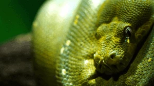 Python Programming for Data Science
