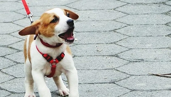 Dog Training - Leash Training - Simple Dog Training Methods
