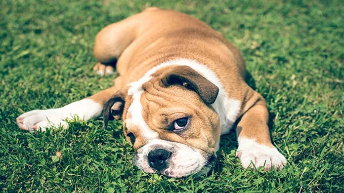 Dog Training - Running A Dog Training Business