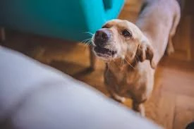 Dog Training - Stop Dog Barking - Easy Dog Training Methods