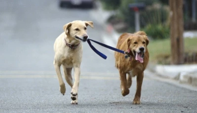 Dog Aggression - Stop Dog Attacks - Easy Dog Training Methods