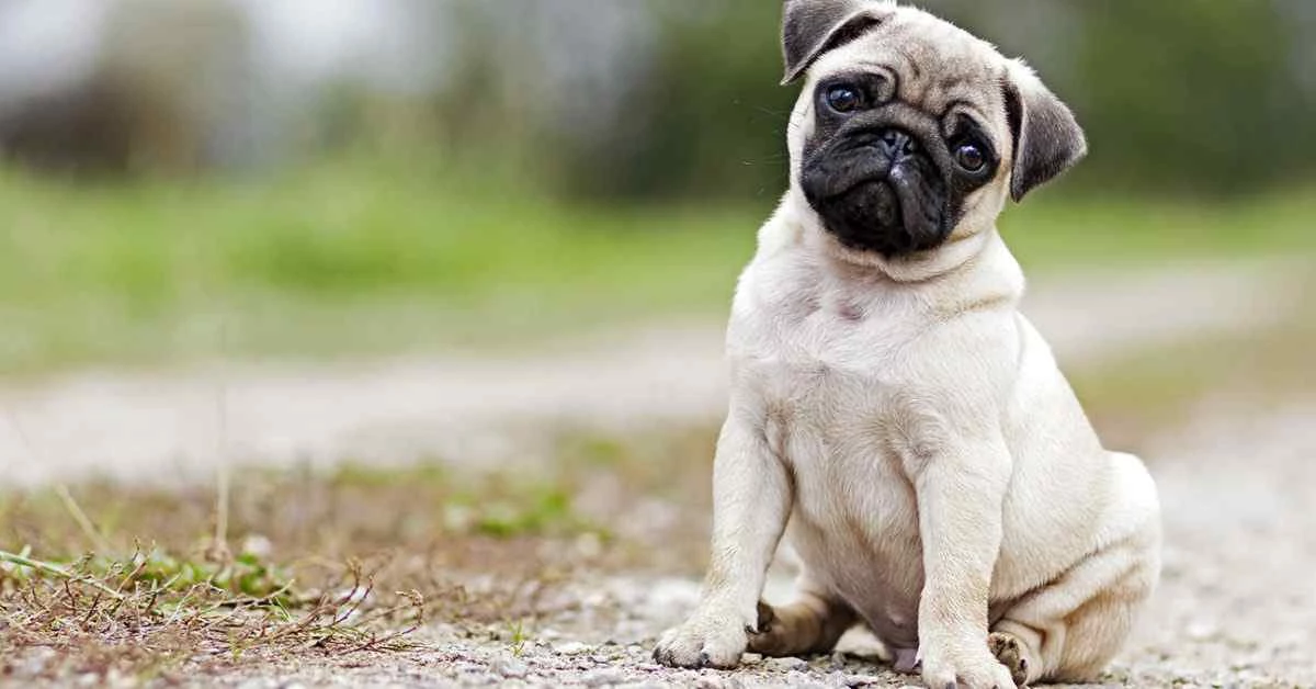 Dog Training - Become A Dog Trainer - Dog Training Career