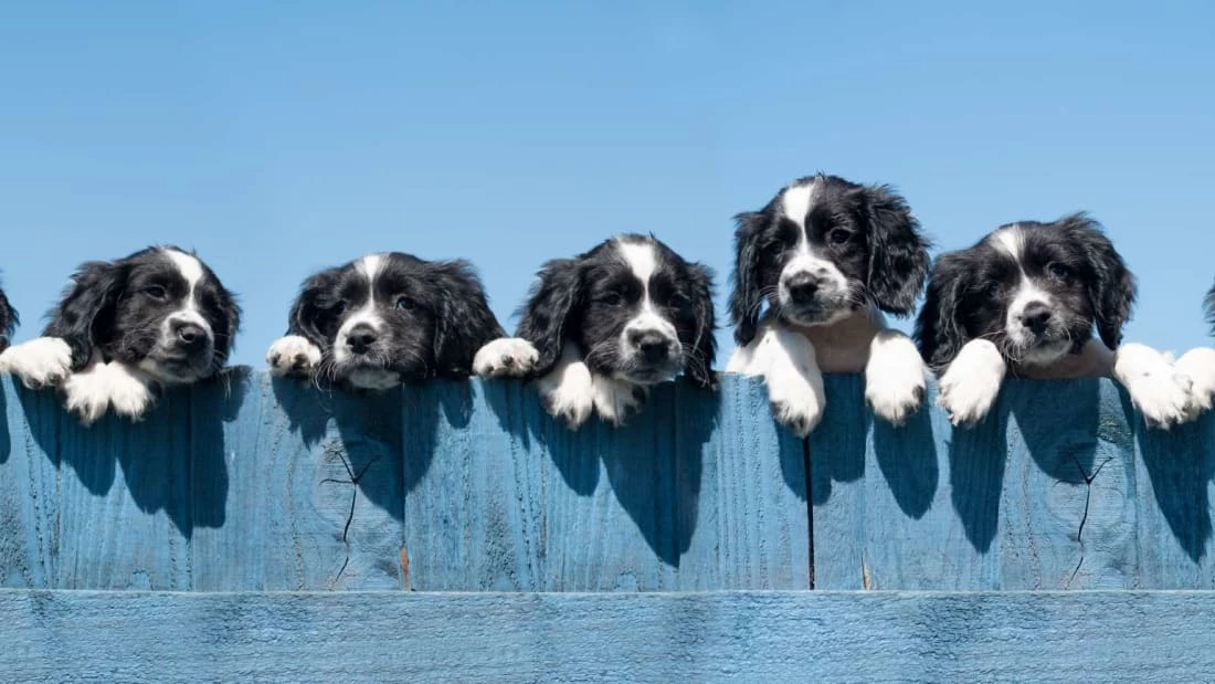 Dog Training - Puppies - A-Z Guide To Puppy & Dog Training