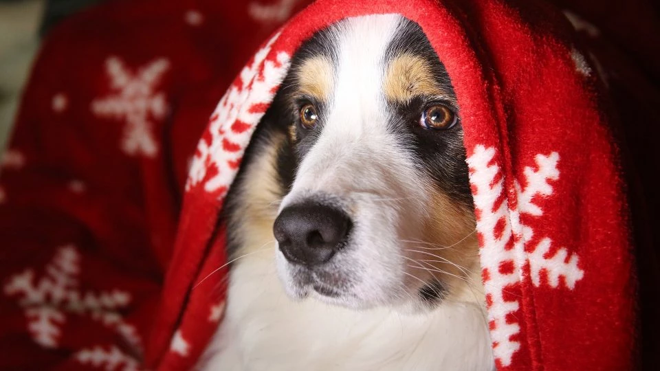 Dog Training - Natural Remedies for Health & Dog Training