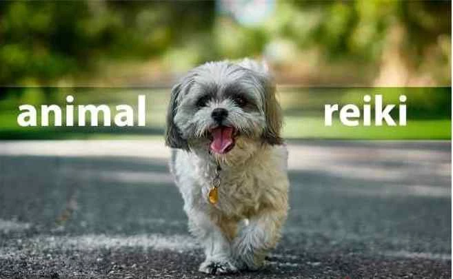 Certification in Animal Reiki